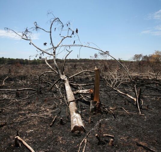 Colombia perdió más de 171.000 hectáreas de bosques por deforestación en 2020