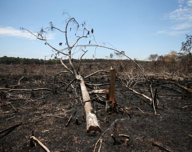 Colombia perdió más de 171.000 hectáreas de bosques por deforestación en 2020