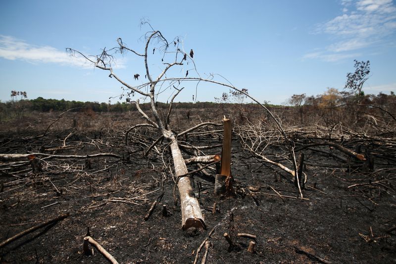 Foto de archivo. Troncos de árboles carbonizados después de un incendio provocado para obtener pastos en los llanos del Yarí, en el departamento de Caquetá, Colombia, 2 de marzo, 2021. REUTERS/Luisa González