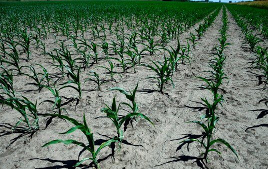 Productores en guardia: temor por la sequía que puede provocar la Niña