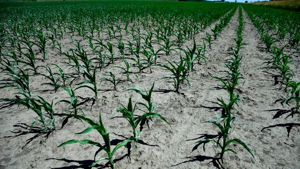 Productores en guardia: temor por la sequía que puede provocar la Niña