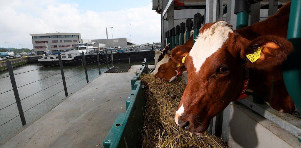 Floating Dutch Cow Farm Aims to Curb Climate Impact