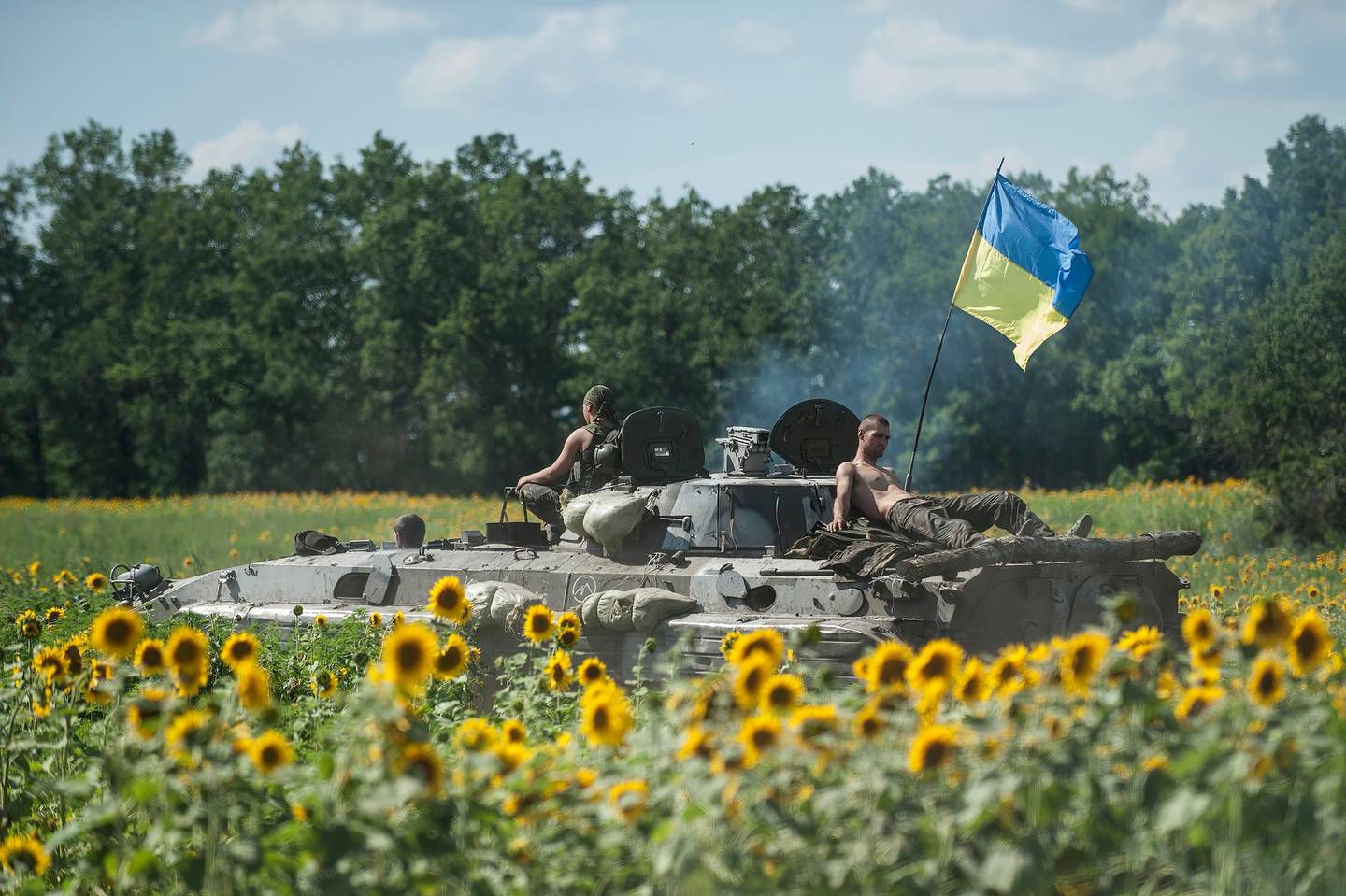 Los girasoles de Ucrania se han convertido en símbolo de paz y orgullo en la guerra que inició Rusia.