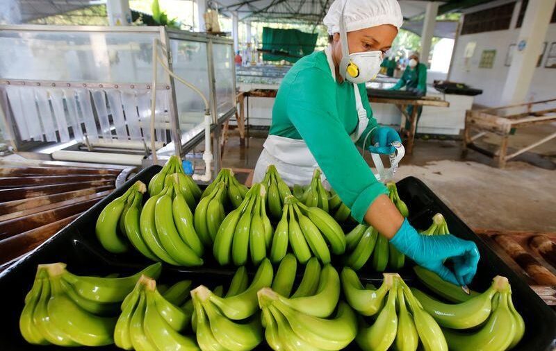 Angesichts von Bananen- und Bananenschäden wird die Regierung 3 Milliarden US-Dollar zur Bekämpfung der Pest bereitstellen