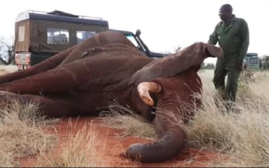 Además de lanzas envenedadas, los criminales utilizan trampas casi invisibles que dejan heridas impresionantes y pueden llegar a causar la muerte, no solo de elefantes, sino también de jirafas, zorros y otros animales | Imagen: captura de pantalla Instagram @pirryoficial