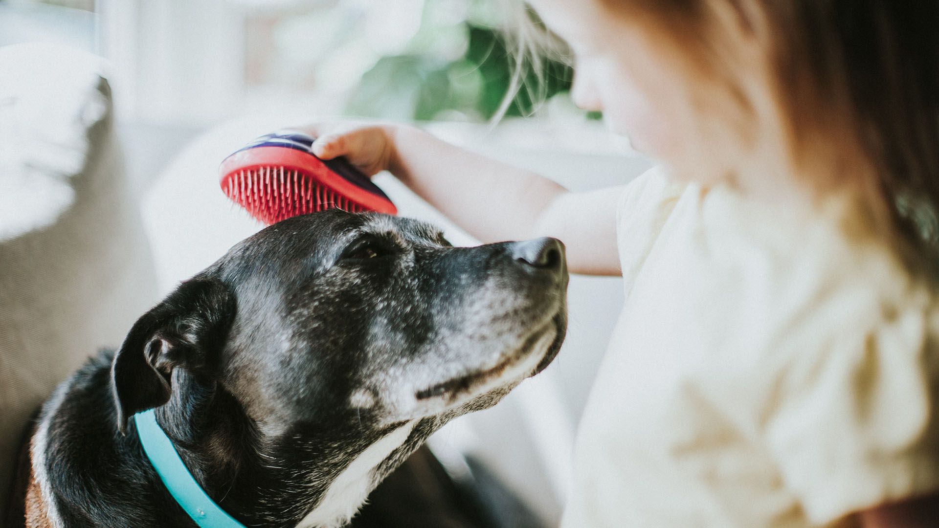cepillado en perros, perros y cepillos