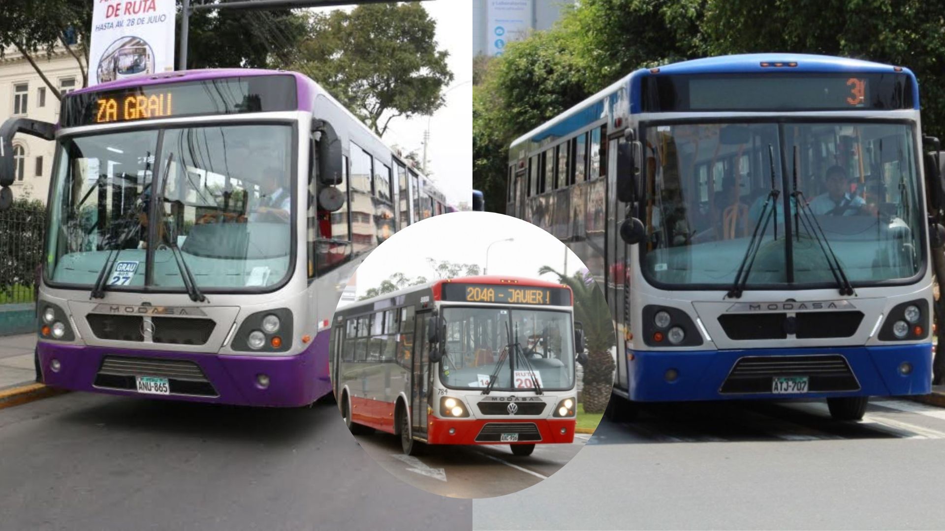 Corrador Morado