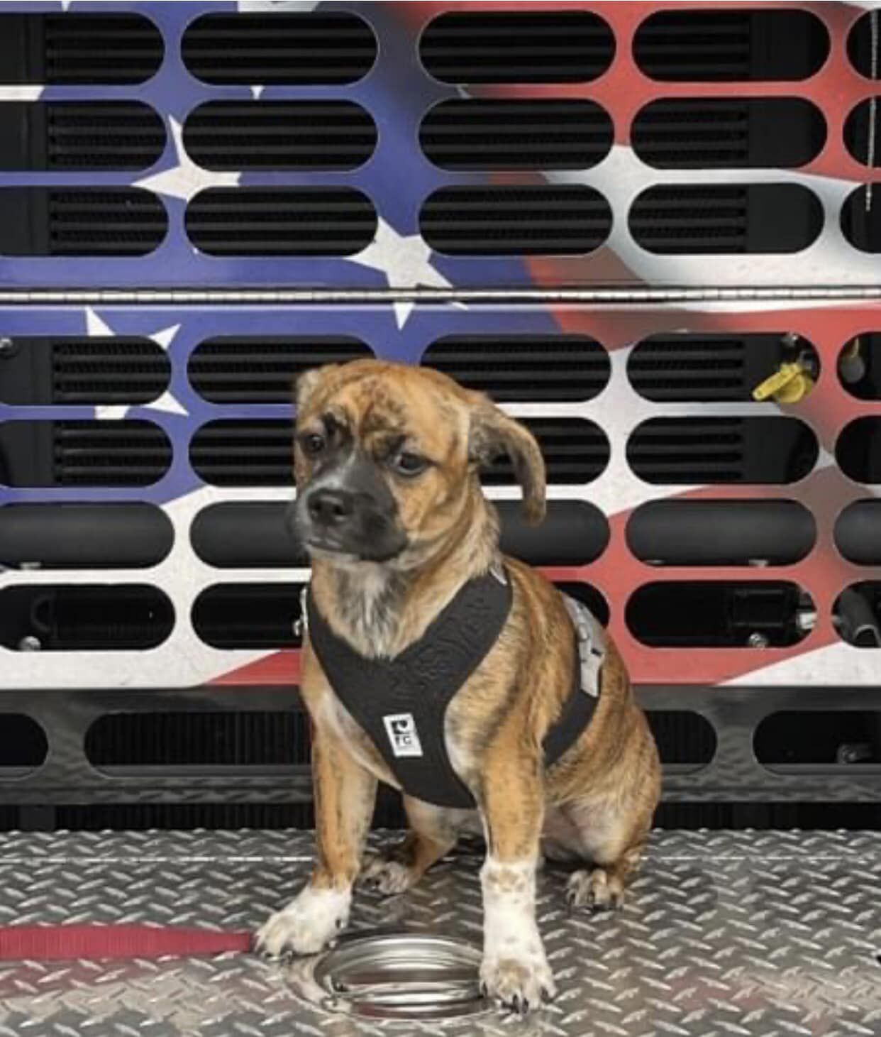Riggs, el cachorro beagle que alivia el estrés y es amigo de los bomberos (Facebook The Good Things About East Haven)