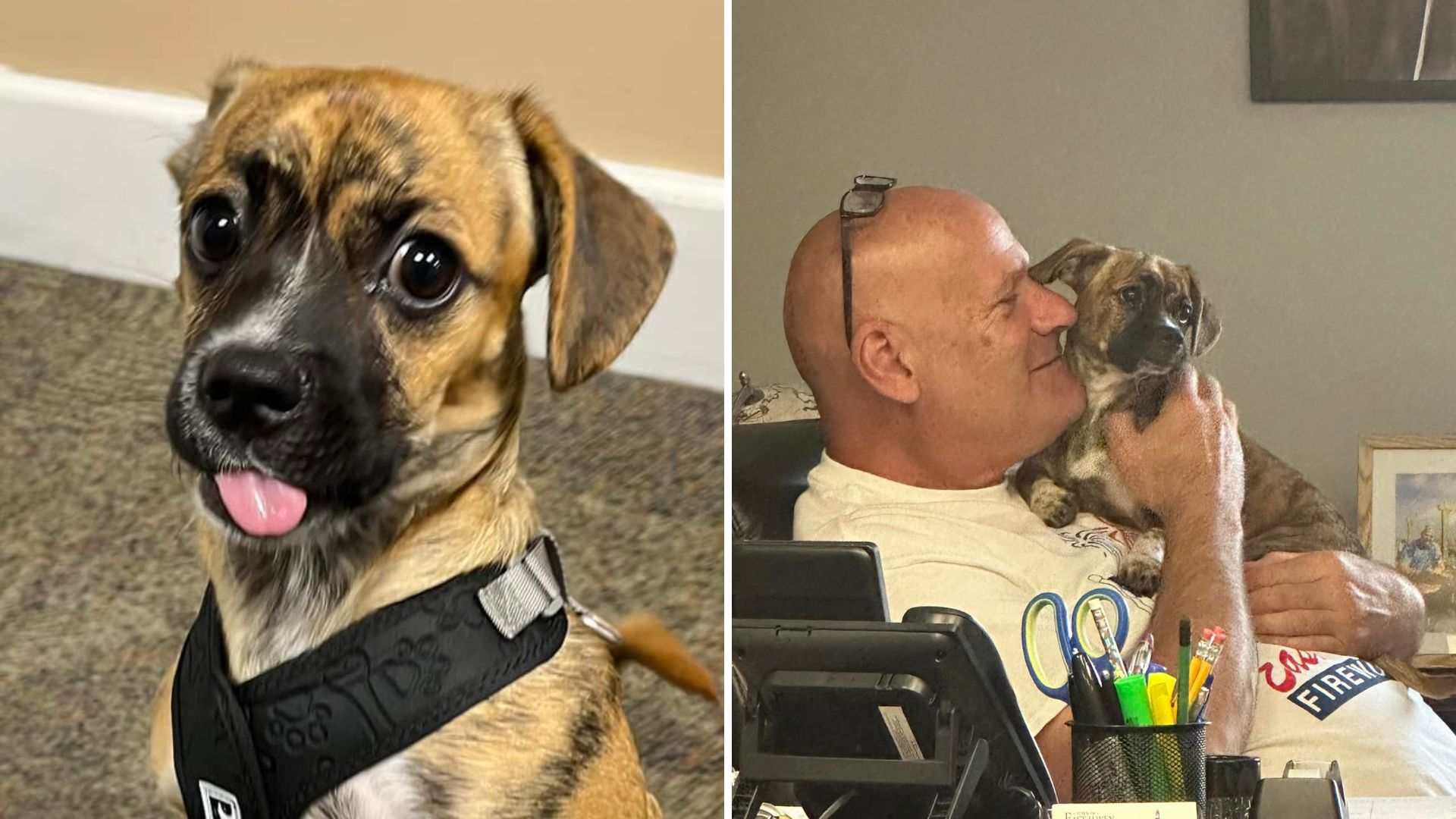 Riggs, el cachorro beagle que alivia el estrés y es amigo de los bomberos (Facebook The Good Things About East Haven)