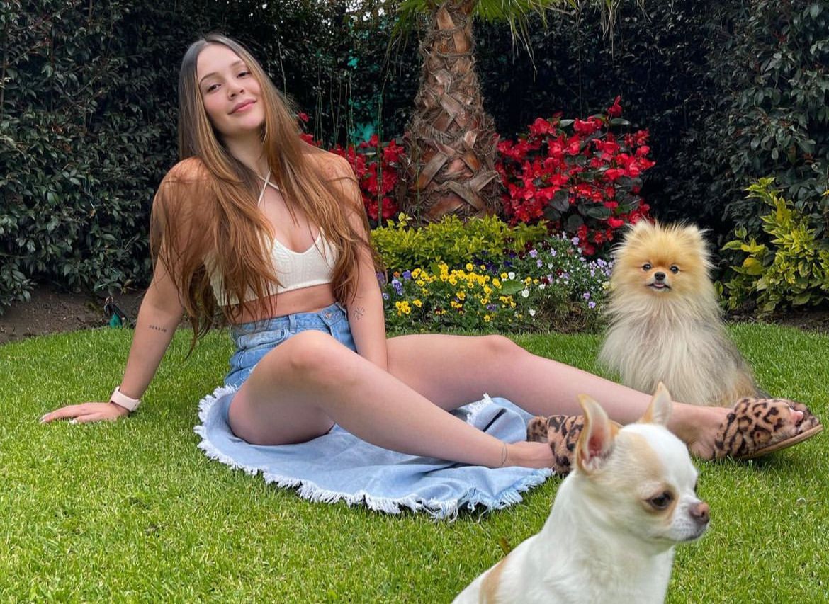 perros