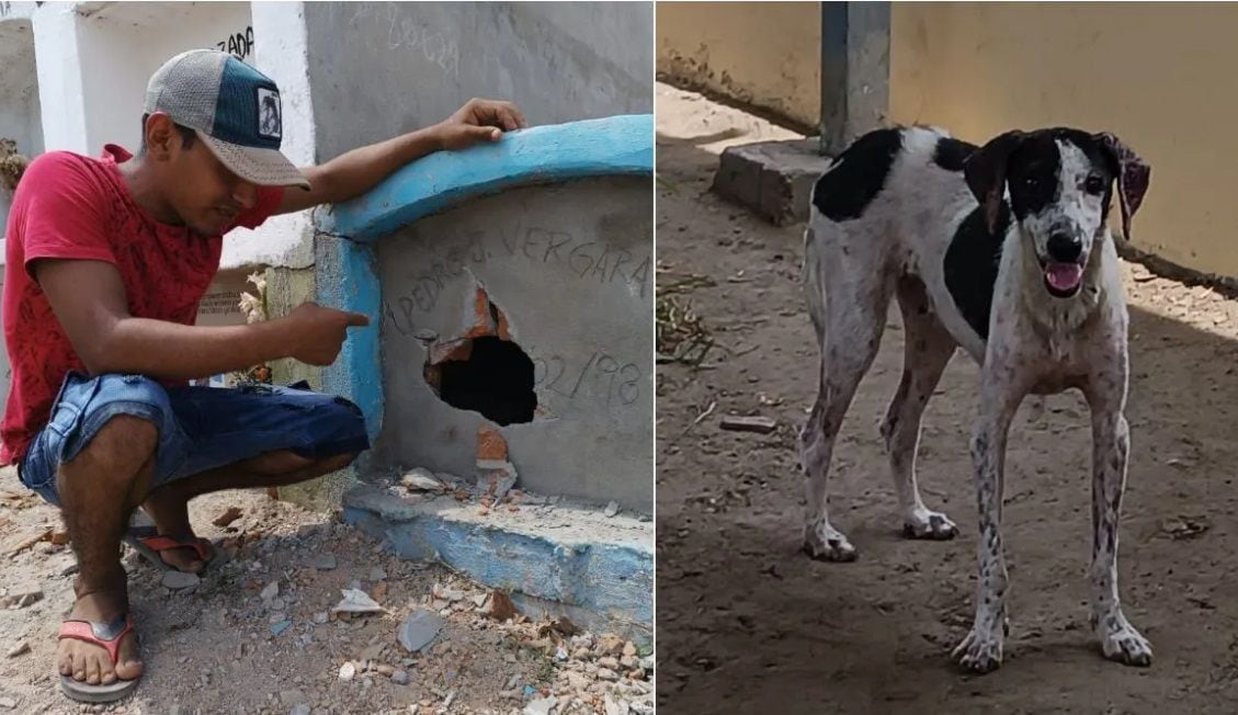 Maltrato animal