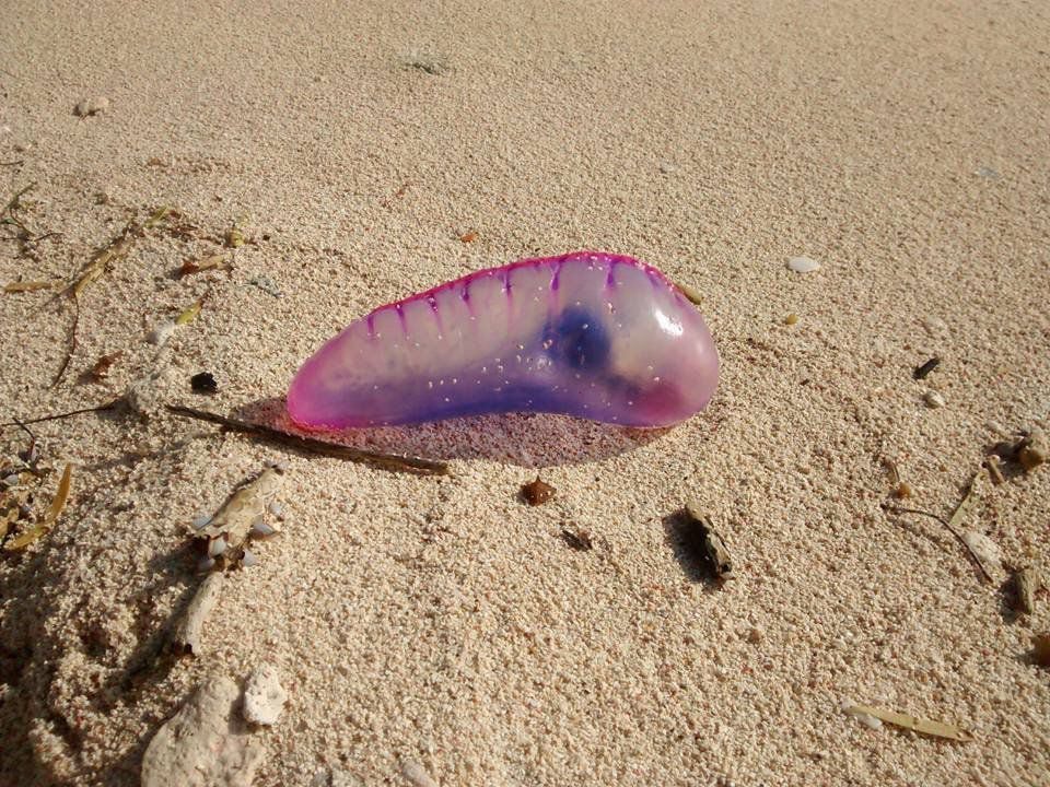 Fragata portuguesa-San Andrés-Colombia