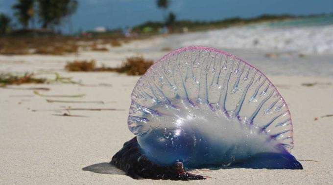 Fragata portuguesa-San Andrés-Colombia