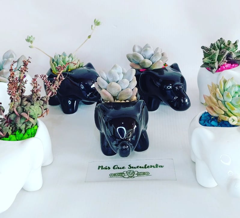 Unas 800 suculentas le había pedido la estafadora al emprendimiento - crédito @masquesuculenta/Instagram