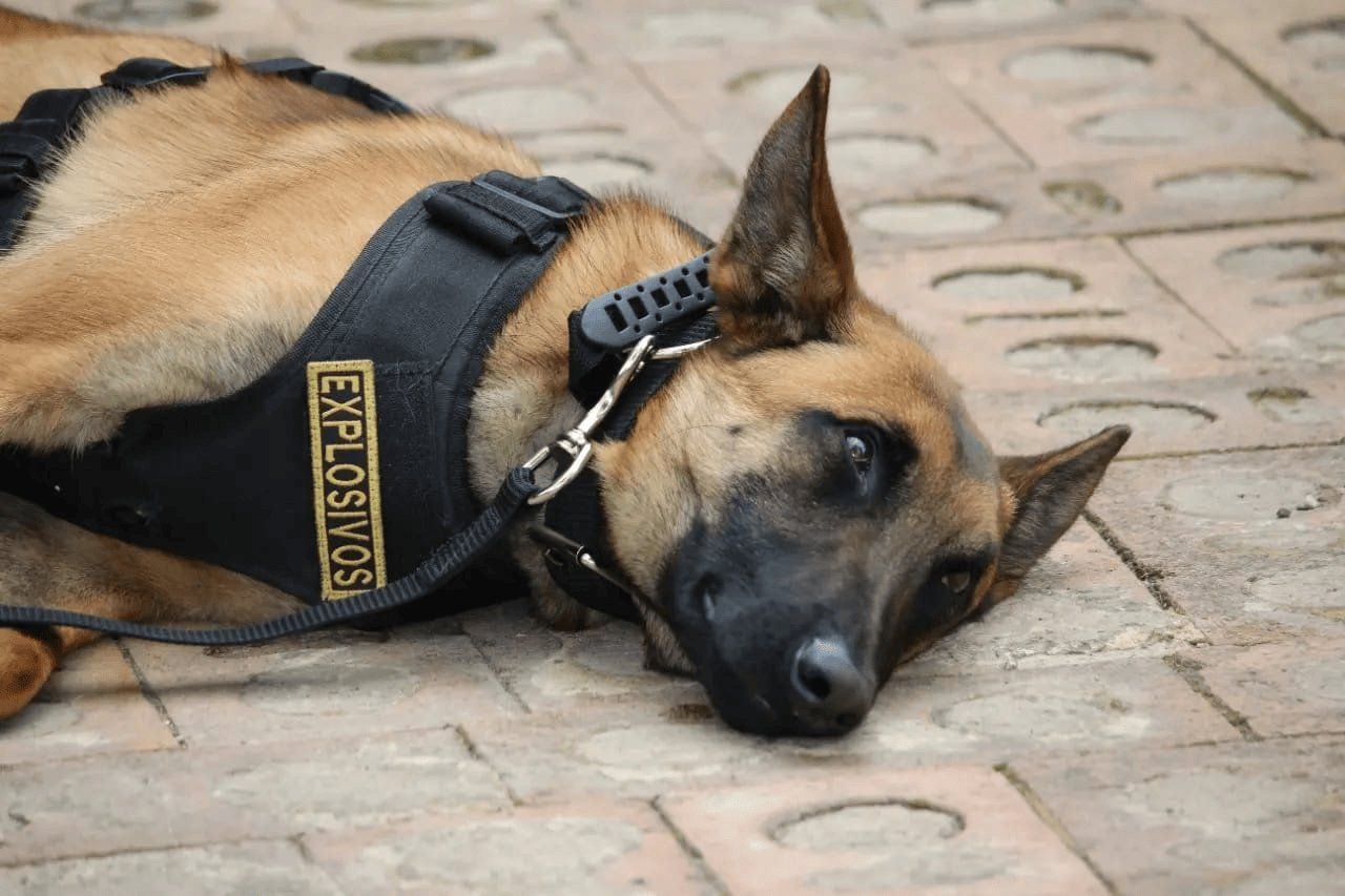 Un perro antiexplosivos murió en medio de un atentado de las disidencias de las Farc al Ejército, en Buenos Aires (Cauca) - credito @MayorDavid_EJC / X
