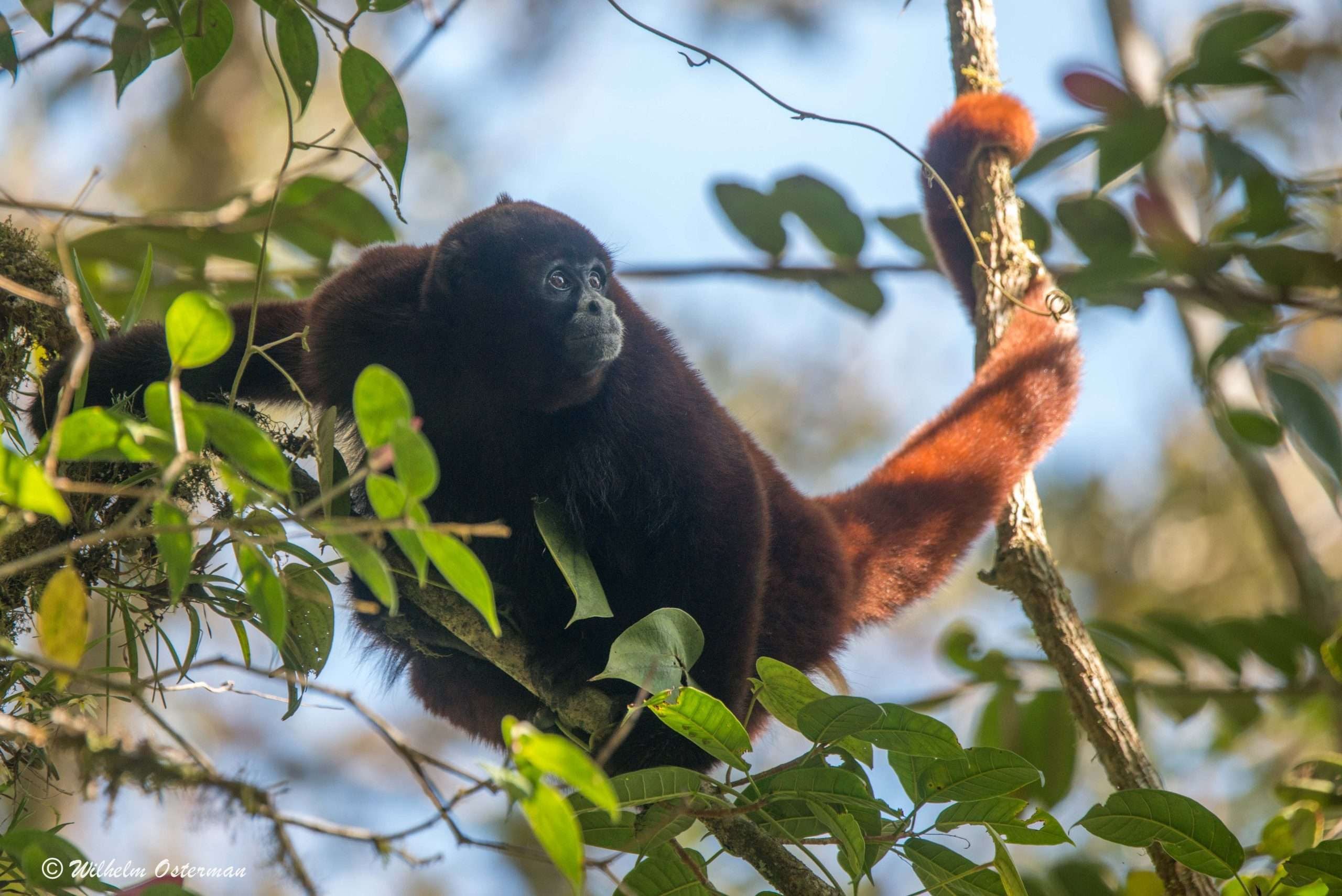 Con su hogar amenazado por la deforestación, la fragmentación y la actividad humana, los monos choro de cola amarilla enfrentan una lucha constante por la supervivencia. (Yunkawazi)