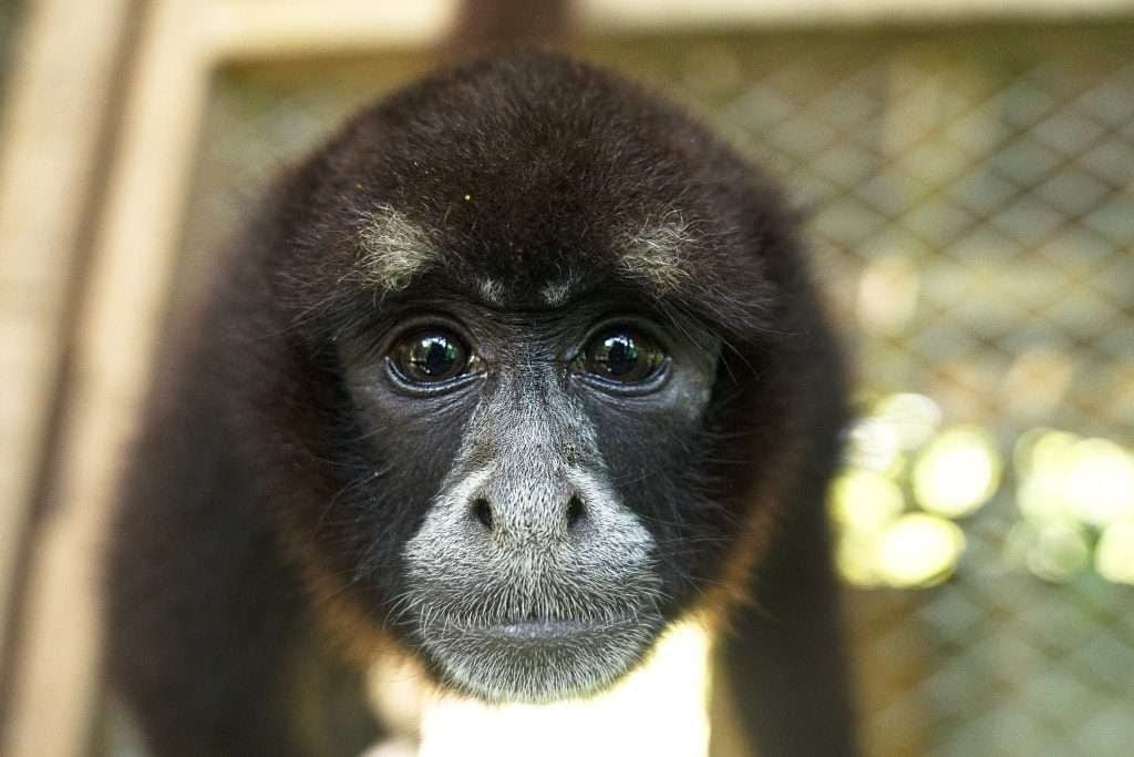 Desde su camuflaje en la densa vegetación hasta su papel vital como dispersores de semillas, el mono choro de cola amarilla representa una pieza clave en el ecosistema de los bosques montanos y de neblina del Perú. (Yunkawazi)