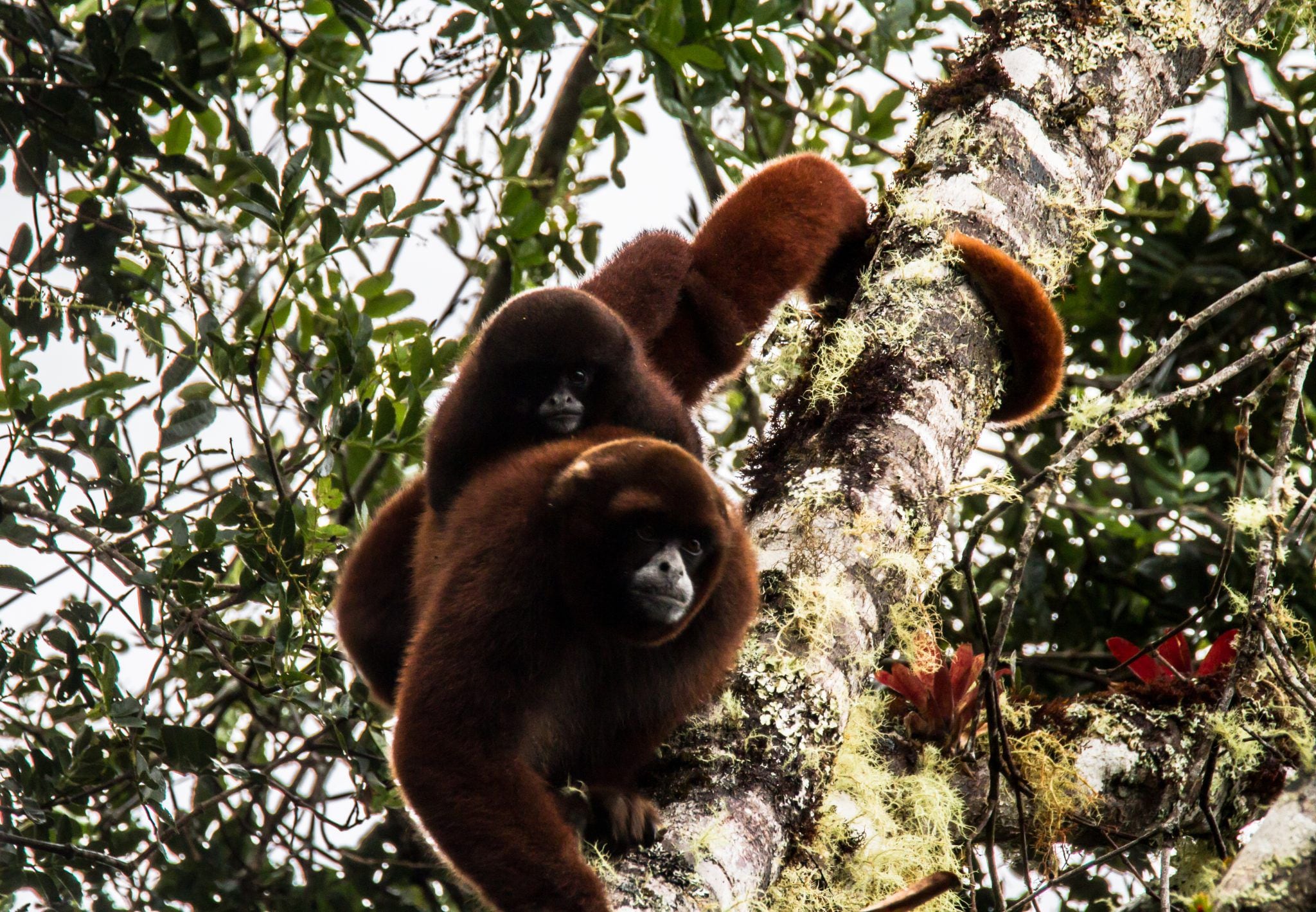 Con la clasificación de "En Peligro" tanto a nivel nacional como internacional, la preservación de esta especie icónica depende de esfuerzos coordinados y continuos de conservación y protección del medio ambiente en Perú. (Yunkawasi)