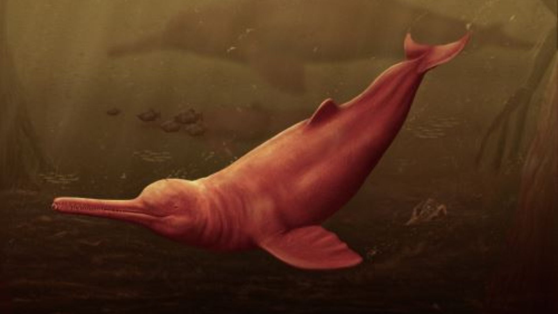 “Pebanista yacuruna”, un gran delfín que habitó hace 16 millones de años la proto-Amazonía, lo que ahora es la amazonía peruana. (Foto: Andina)