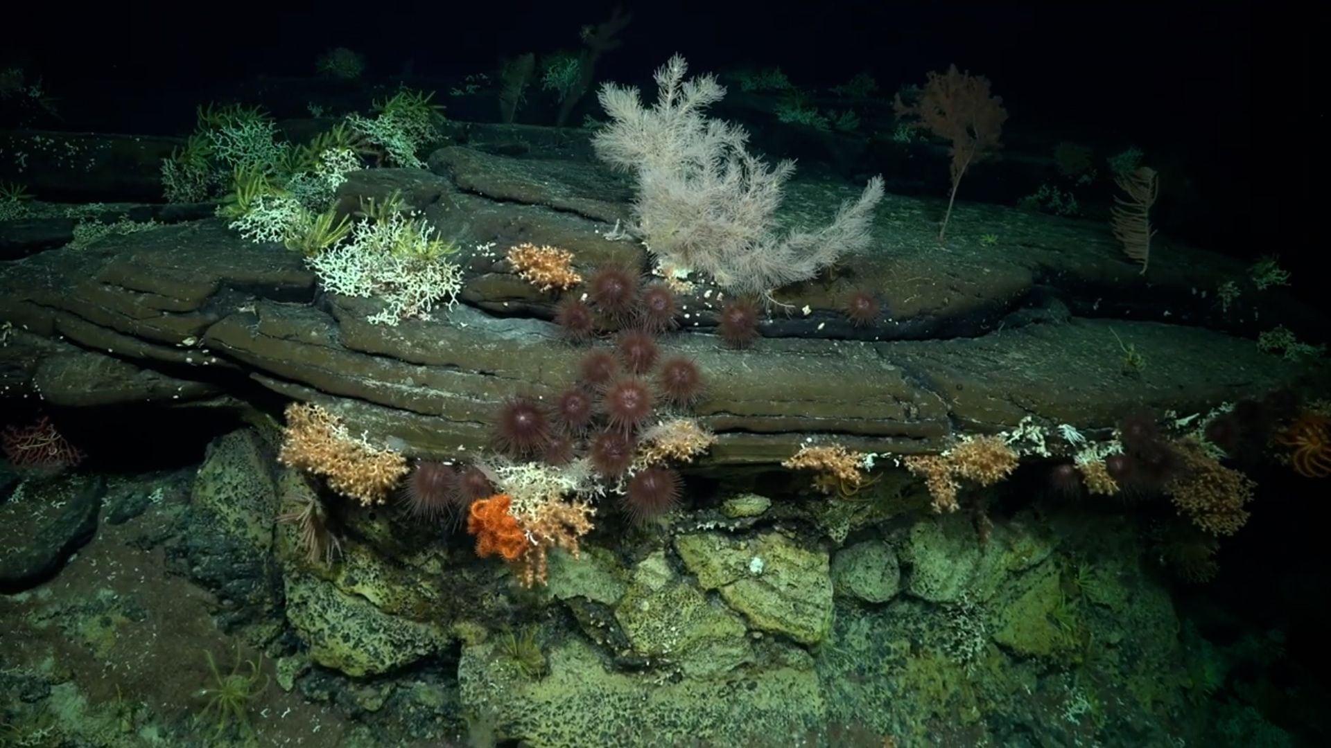 Hallan más de 50 especies submarinas nuevas en las costas de Chile