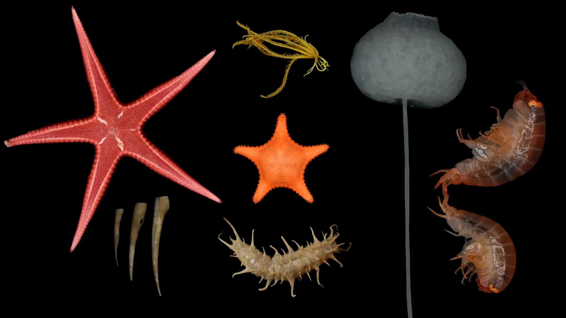 Hallan más de 50 especies submarinas nuevas en las costas de Chile